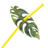 Rietjes tropical garden - set van 12 