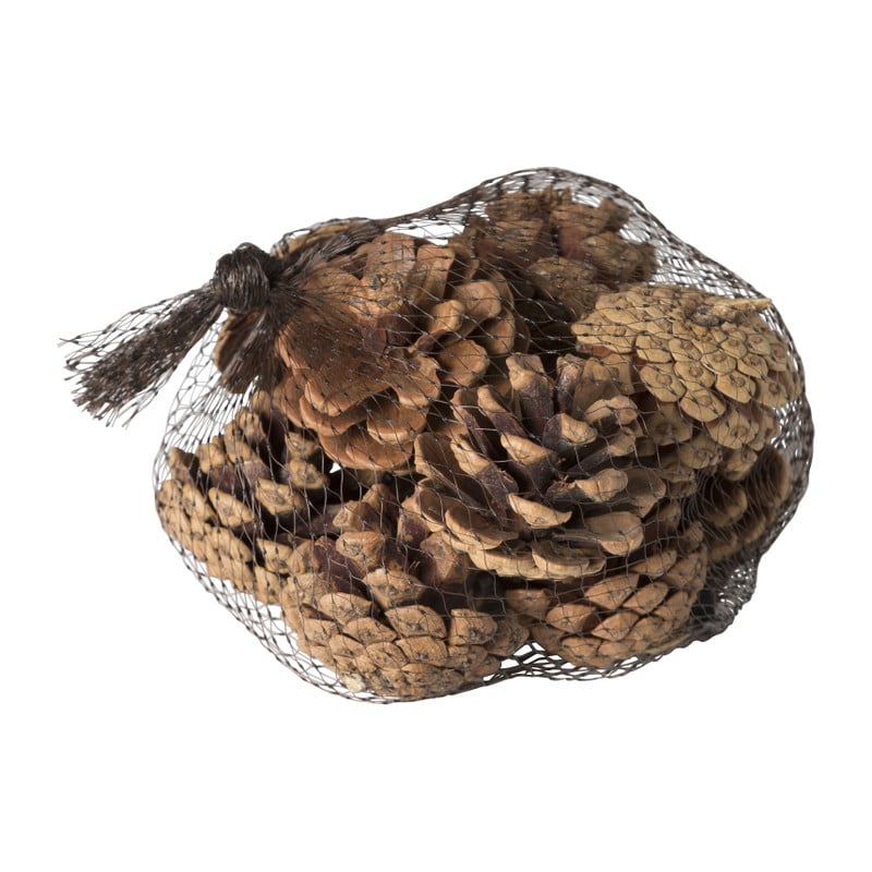 Dennenappels - set van 10