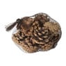 Dennenappels - set van 10