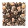 Dennenappel eikel - mix 