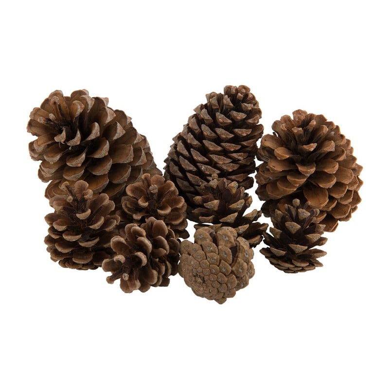 Dennenappels 