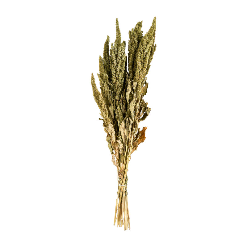 Gedroogde bloem - amaranthus - diverse kleuren