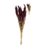 Gedroogde bloem - amaranthus - diverse kleuren