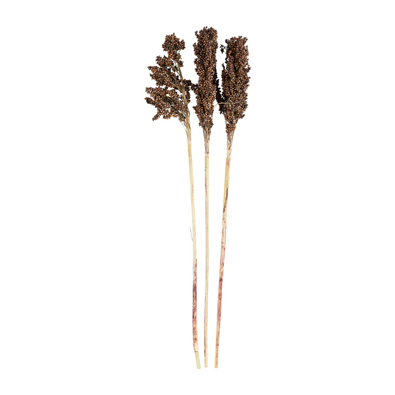 Gedroogde bloem - sorghem