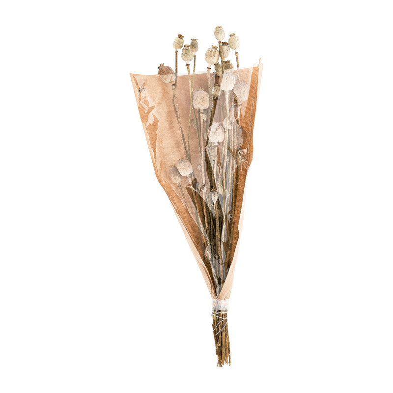 Gedroogde bloem - papaver