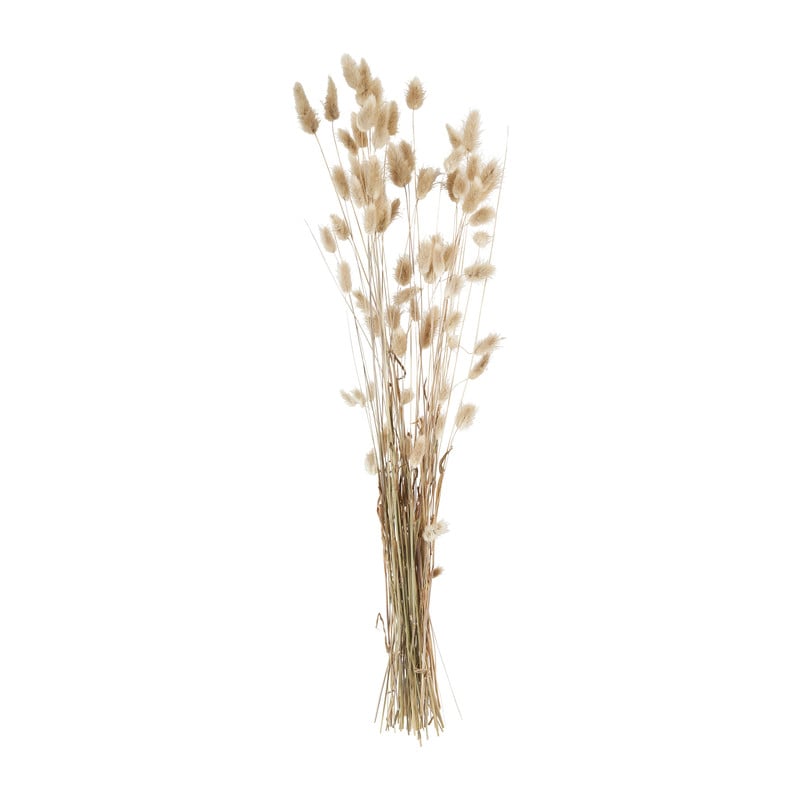 Gedroogde bloem - Lagurus 