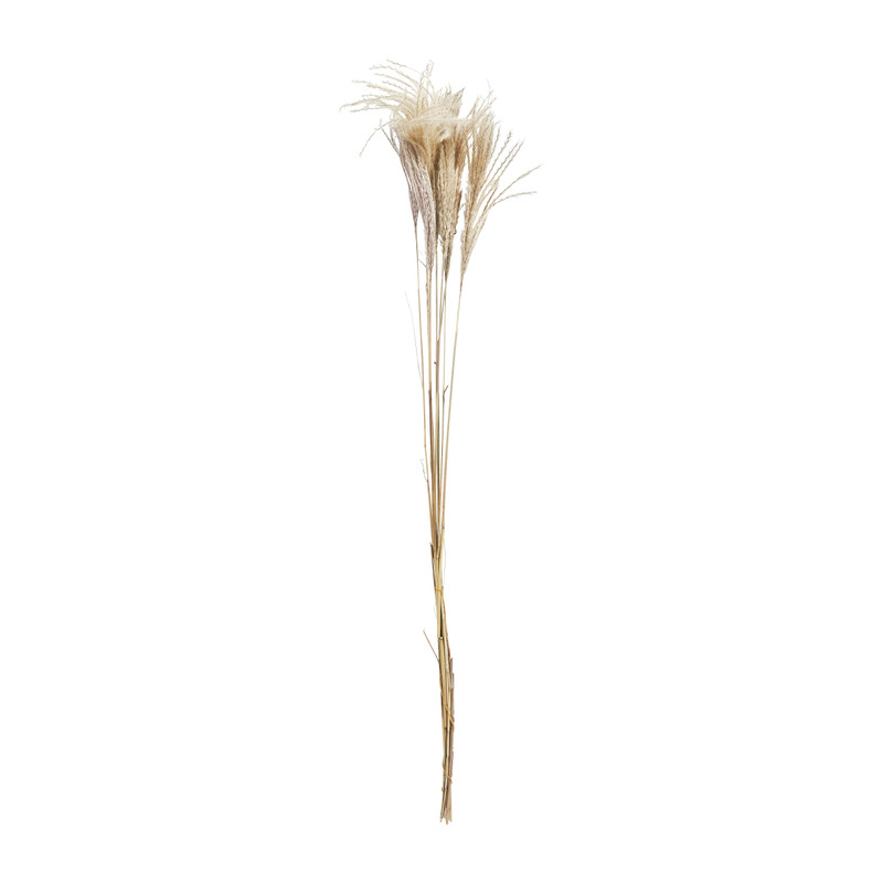 Silver grass - 90 cm