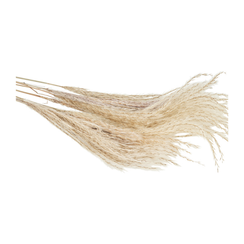 Silver grass - 90 cm