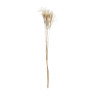 Silver grass - 90 cm