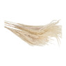Silver grass - 90 cm