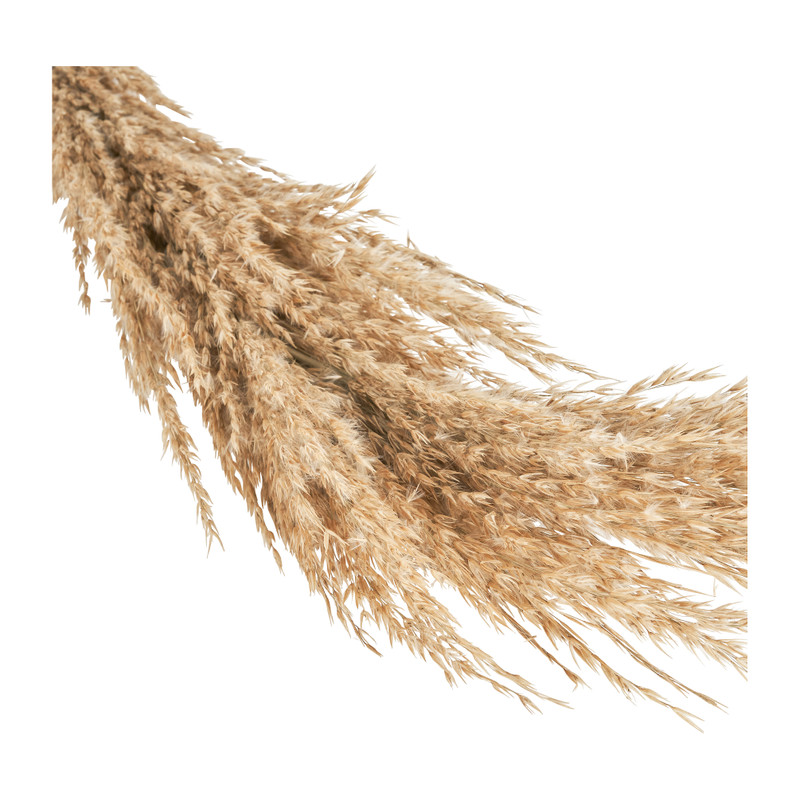 Stengel pampas - 140 cm
