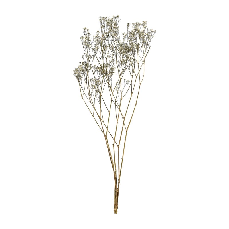 Gipskruid - 80 cm