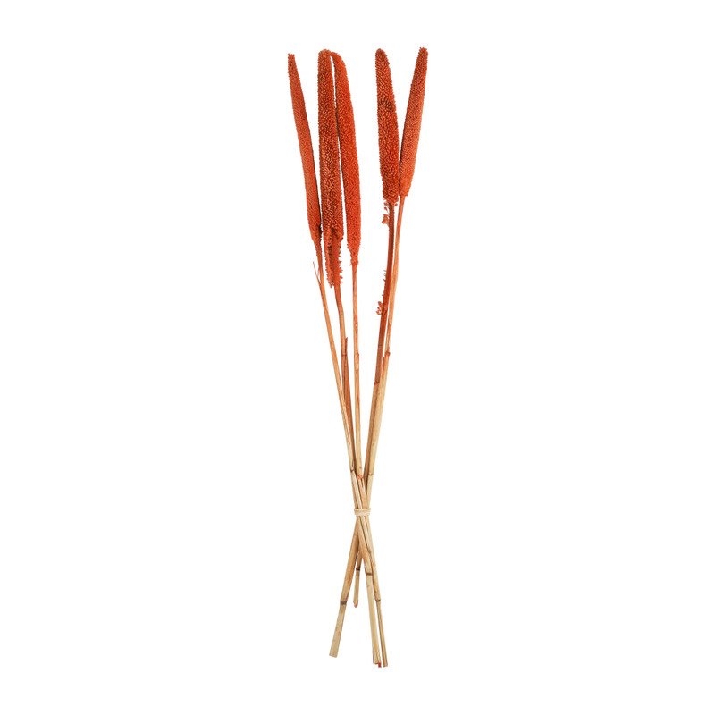 Droogbloem - Babala oranje - 70 cm