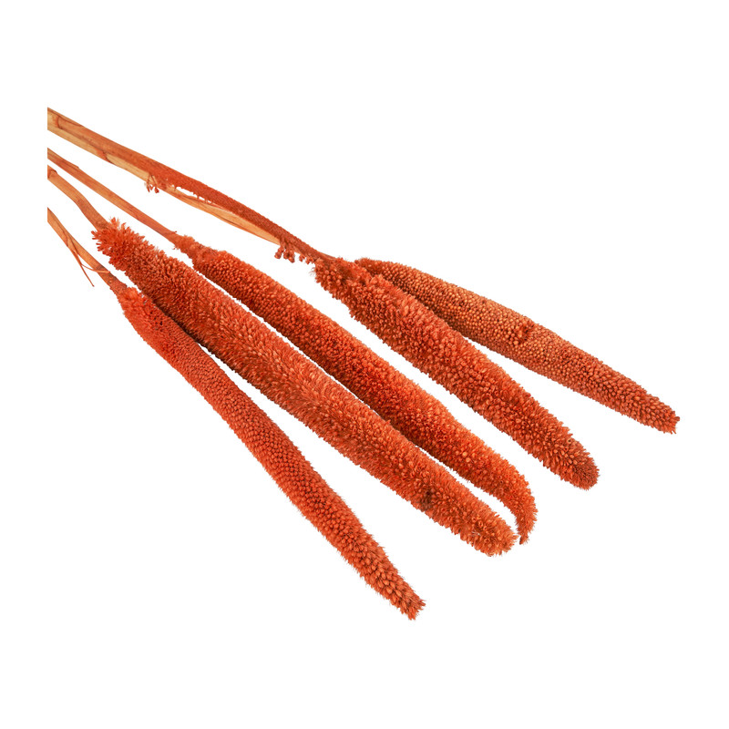 Droogbloem - Babala oranje - 70 cm