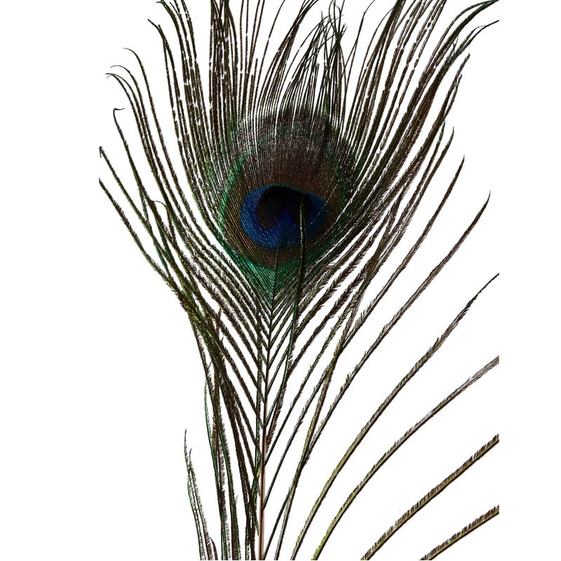 Pauwenveer - 120 cm