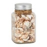 Schelpen in pot - diverse varianten - ⌀9x15 cm 