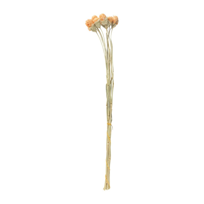 Droogbloemen - diverse varianten - 38 cm
