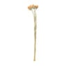 Droogbloemen - diverse varianten - 38 cm
