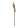 Kunstbloem pampas tak - 81 cm - diverse kleuren