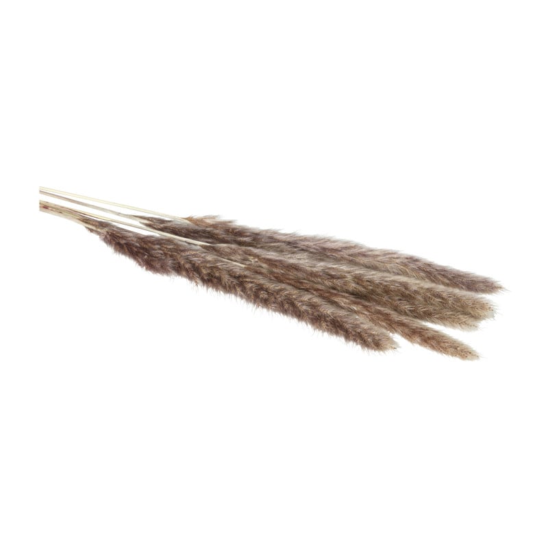 Pluim smal - 6 stuks - 70 cm