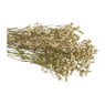 Gipskruid gedroogd - wit - 65 cm