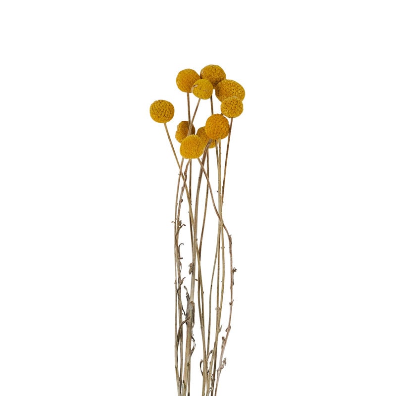 Craspedia geel - 40-50 cm 
