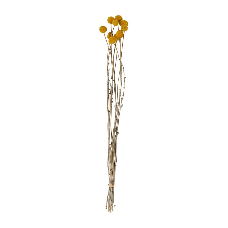 Craspedia geel - 40-50 cm 