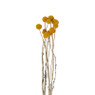 Craspedia geel - 40-50 cm 