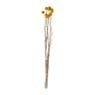 Craspedia geel - 40-50 cm 