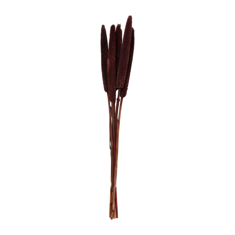 Droogbloem - Babala bordeauxrood - 65 cm