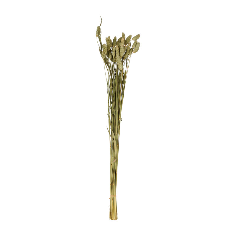 Phalaris - naturel/groen - 60 cm 