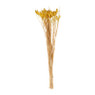 Phalaris - geel - 60 cm 
