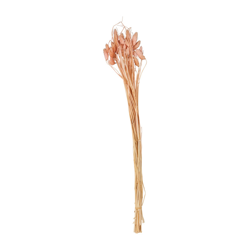 Phalaris - roze - 60 cm 