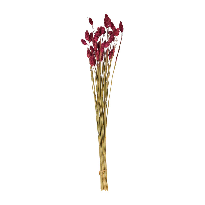 Phalaris - bordeaux - 60 cm 