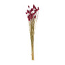 Phalaris - bordeaux - 60 cm 