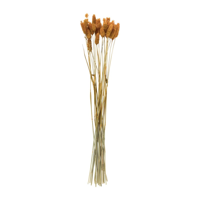 Droogbloem - Phalaris - okergeel - 60 cm 
