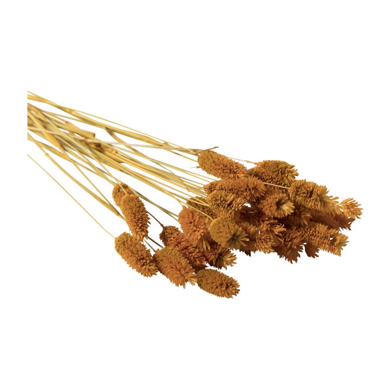 Droogbloem - Phalaris - okergeel - 60 cm 