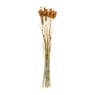 Droogbloem - Phalaris - okergeel - 60 cm 