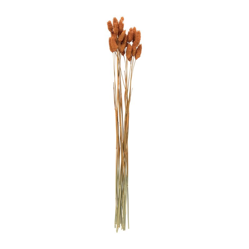 Droogbloem - Phalaris - oranje - 60 cm 