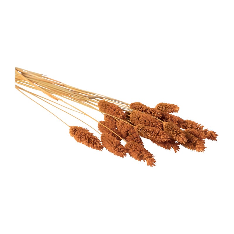 Droogbloem - Phalaris - oranje - 60 cm 