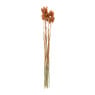 Droogbloem - Phalaris - oranje - 60 cm 