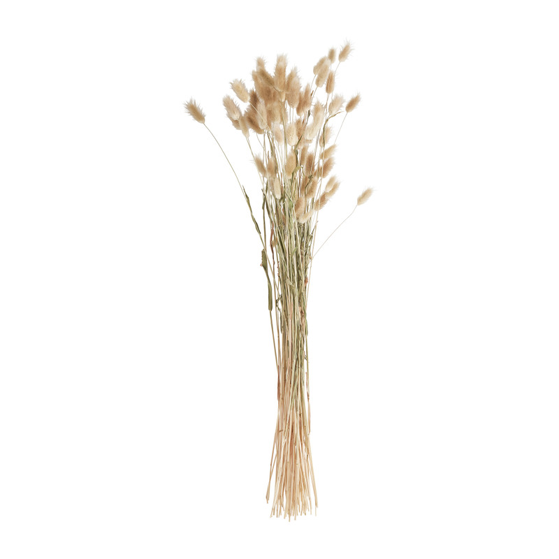 Lagurus - naturel - 60 cm 