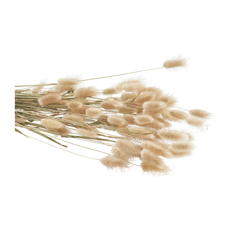 Lagurus - naturel - 60 cm 