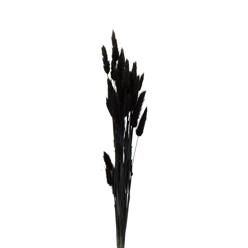 Droogbloem - Lagurus - zwart - 60 cm 