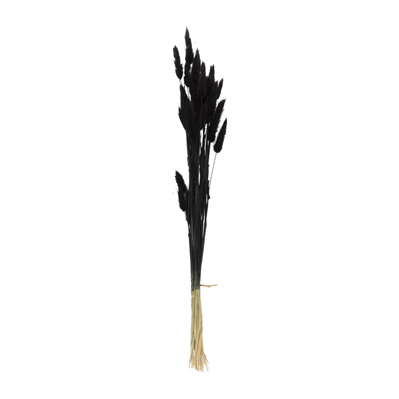 Droogbloem - Lagurus - zwart - 60 cm 