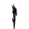 Droogbloem - Lagurus - zwart - 60 cm 