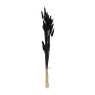 Droogbloem - Lagurus - zwart - 60 cm 