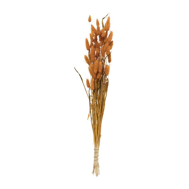 Droogbloem - Lagurus - okergeel - 60 cm 