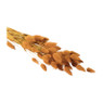 Droogbloem - Lagurus - okergeel - 60 cm 