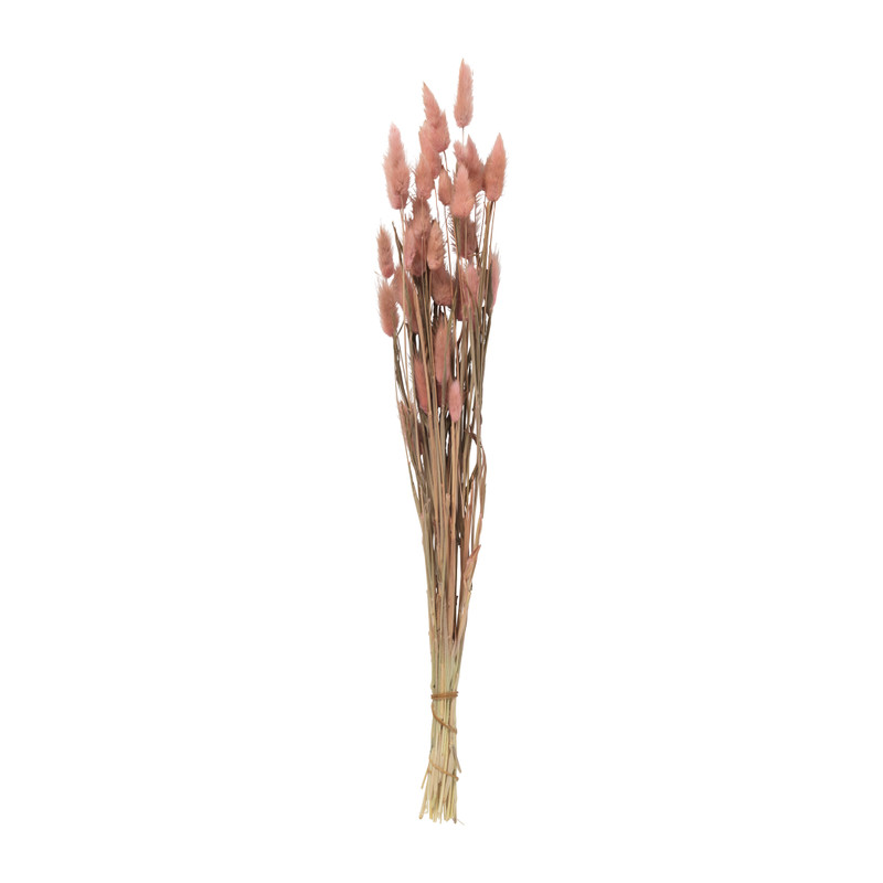 Droogbloem - Lagurus - lichtroze - 60 cm 